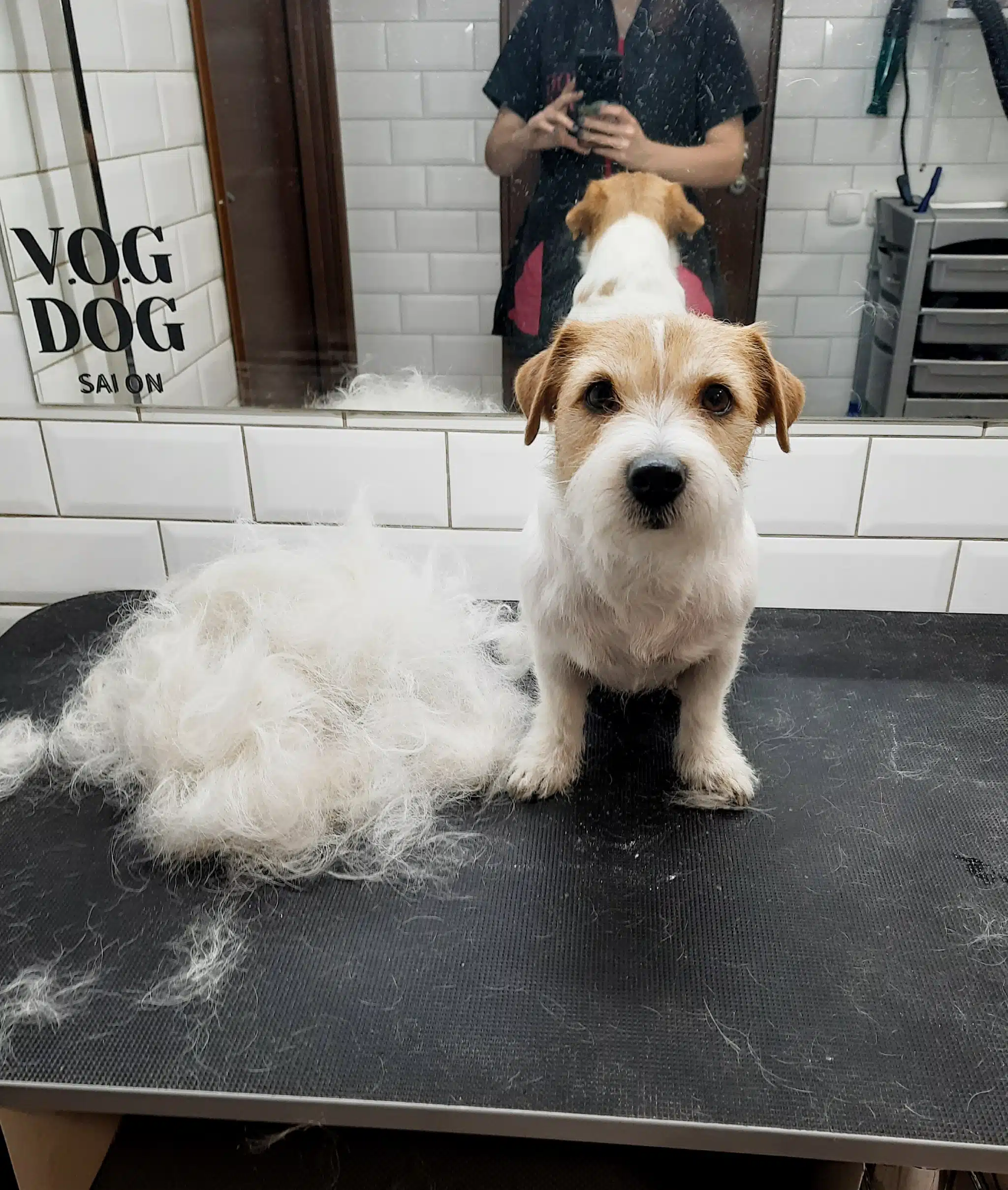 Кількість шерсті джек-рассела після тримінгу в салоні