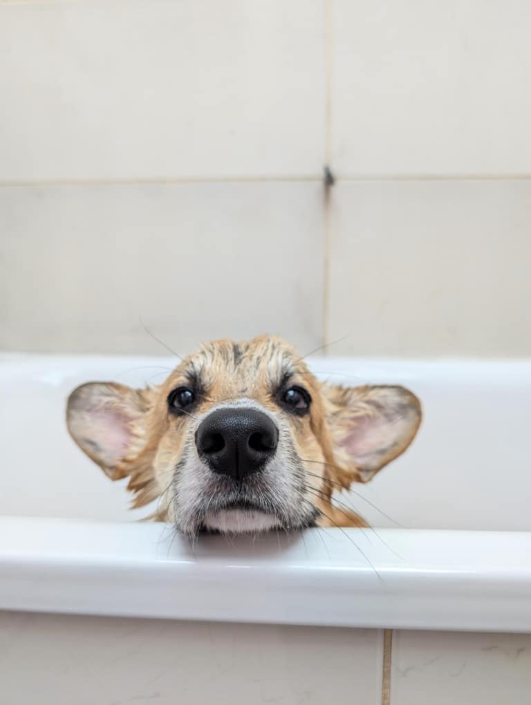 Мокрий коргі звісив з ванни голову