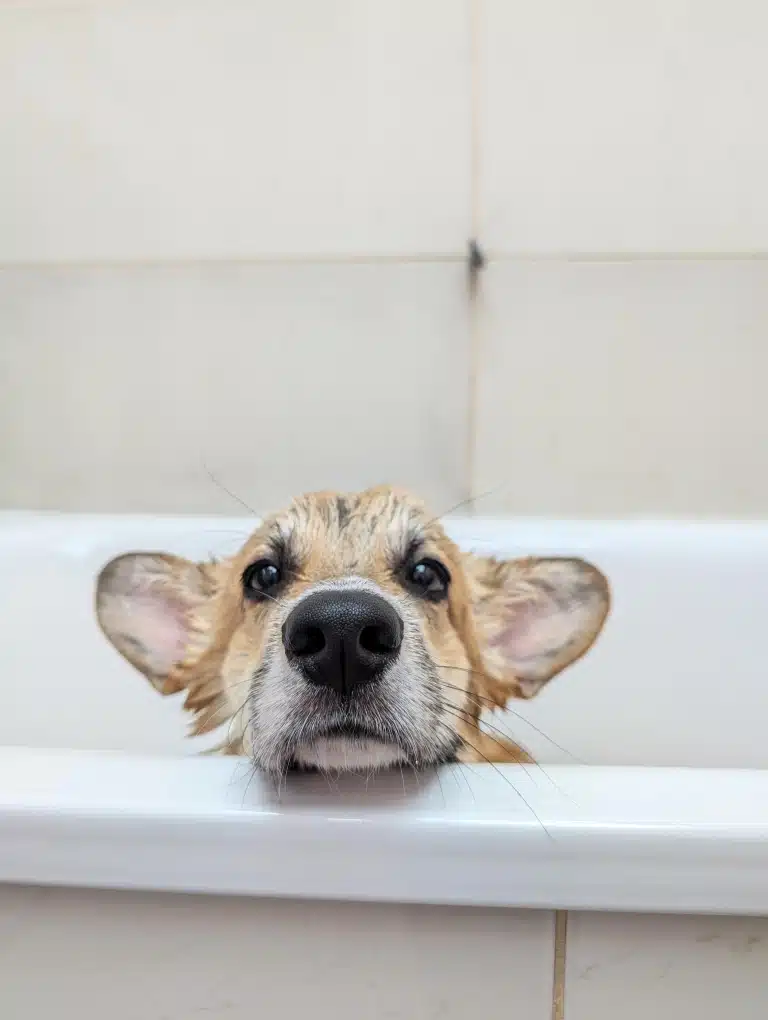 Мокрий коргі звісив з ванни голову