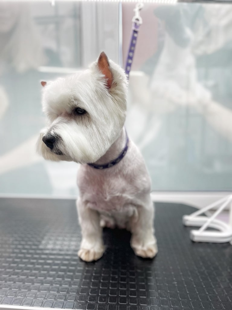 Вест сумно дивиться вниз на шерсть, що залишилась після стрижки