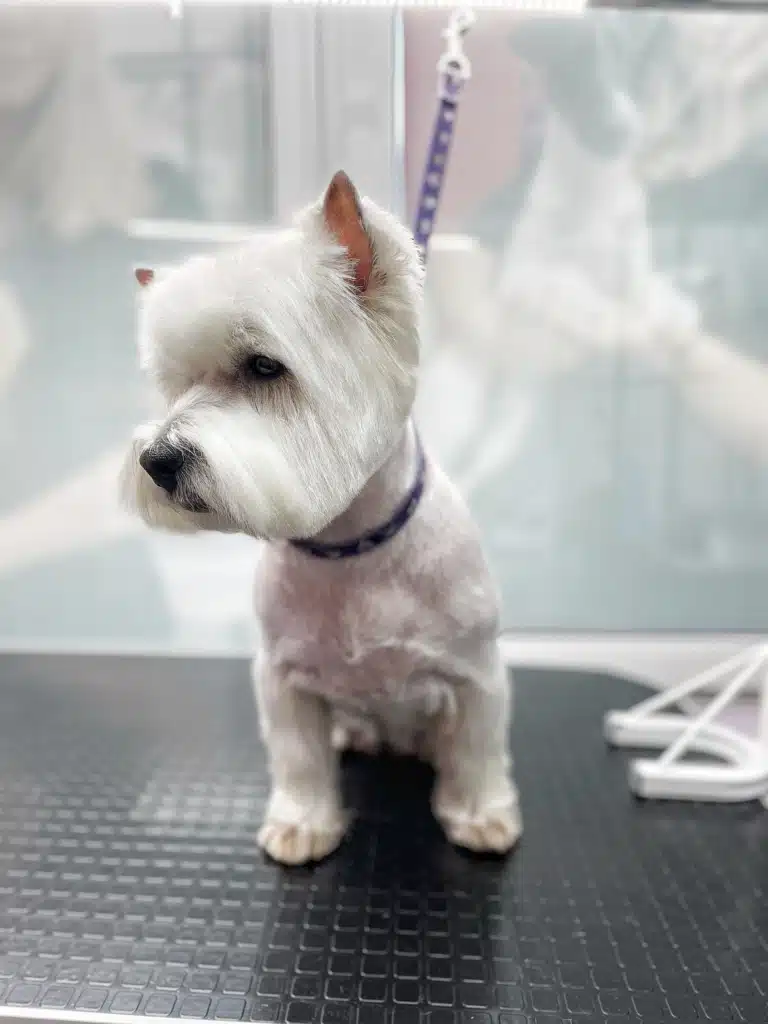 Вест сумно дивиться вниз на шерсть, що залишилась після стрижки