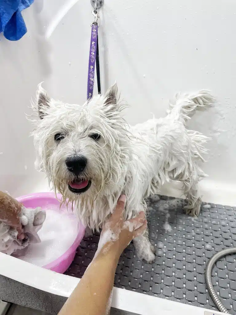 Грумер наносить піну на шерсть веста з рожевої миски