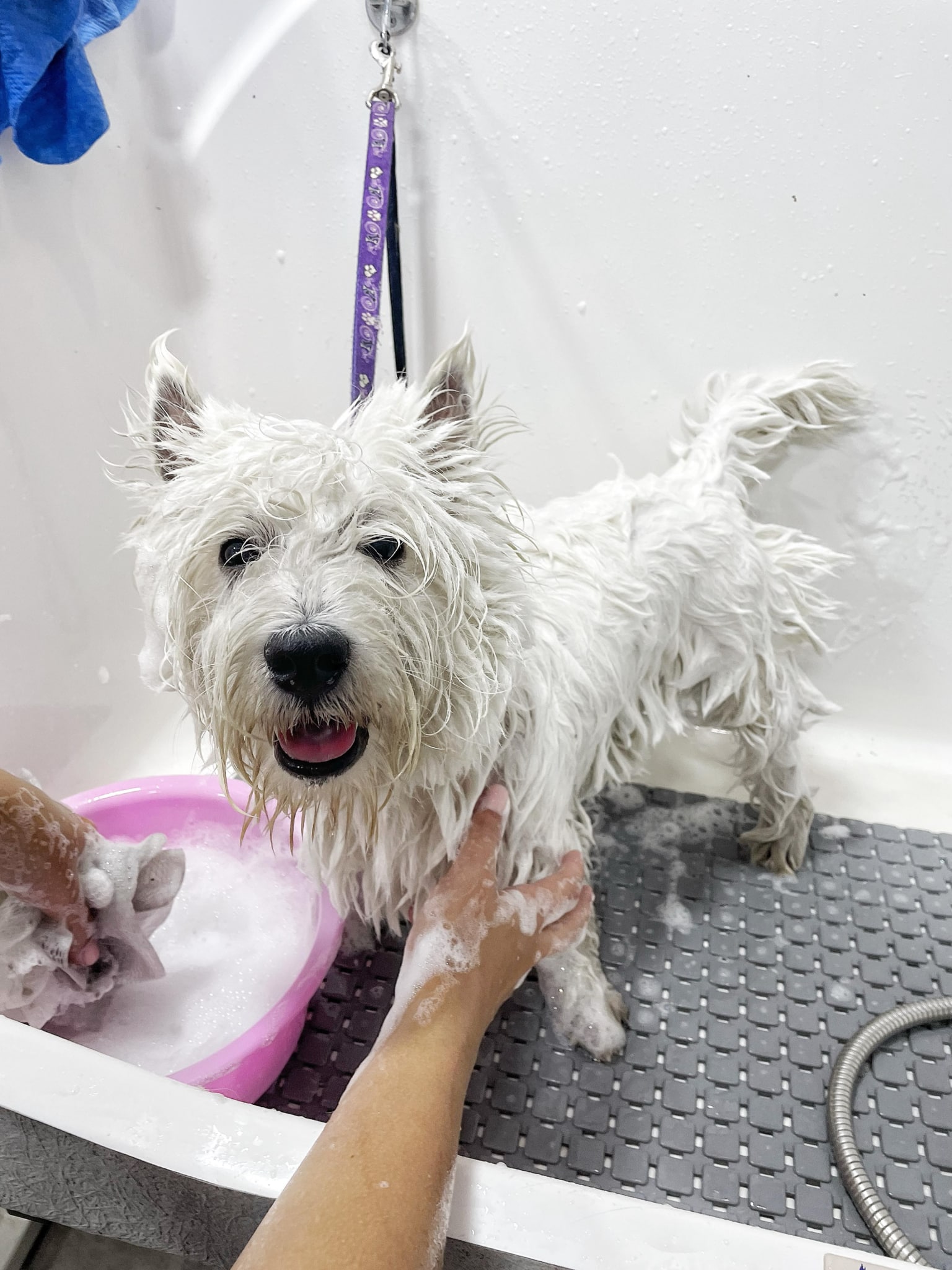 Грумер наносить піну на шерсть веста з рожевої миски