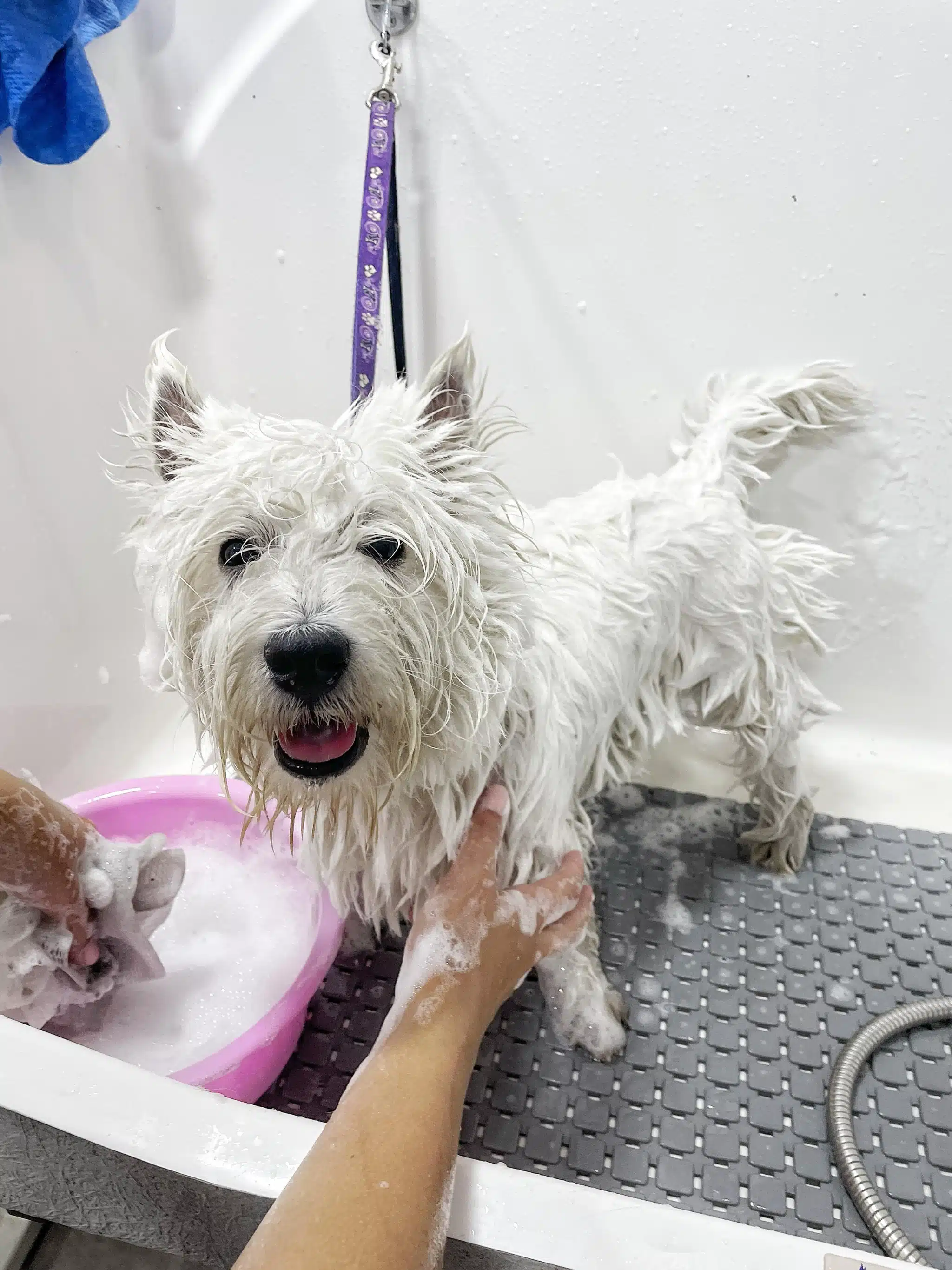 Грумер наносить піну на шерсть веста з рожевої миски