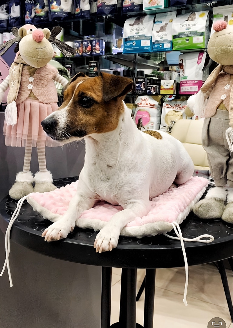 Джек-рассел лежить на рожевому пледі в оточені іграшкових оленів