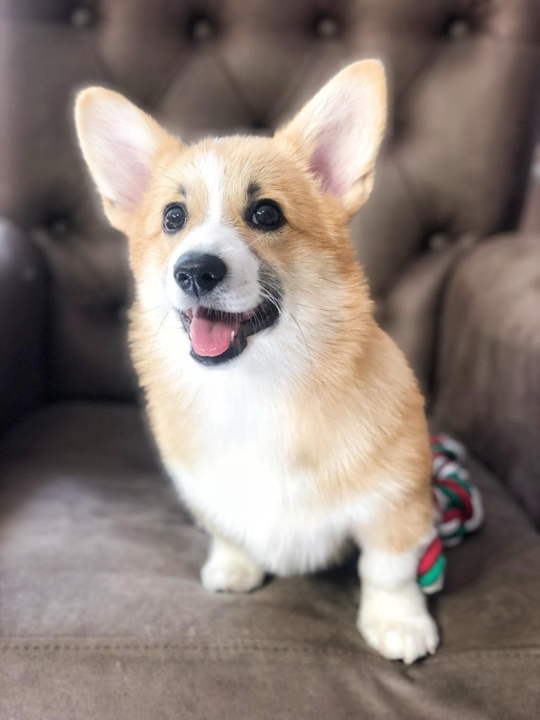 Маленький коргі ховає кольоровий канатик