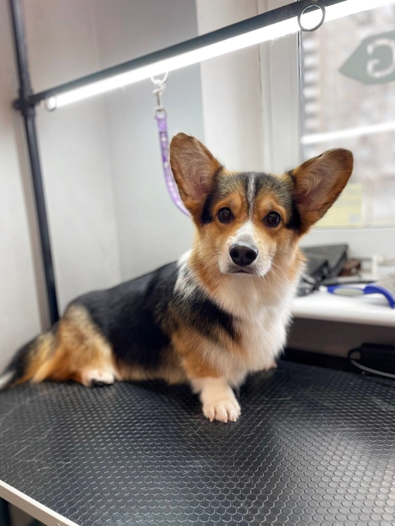 Маленький коргі з великими вушками показує підстрижені кігтики на правій лапці