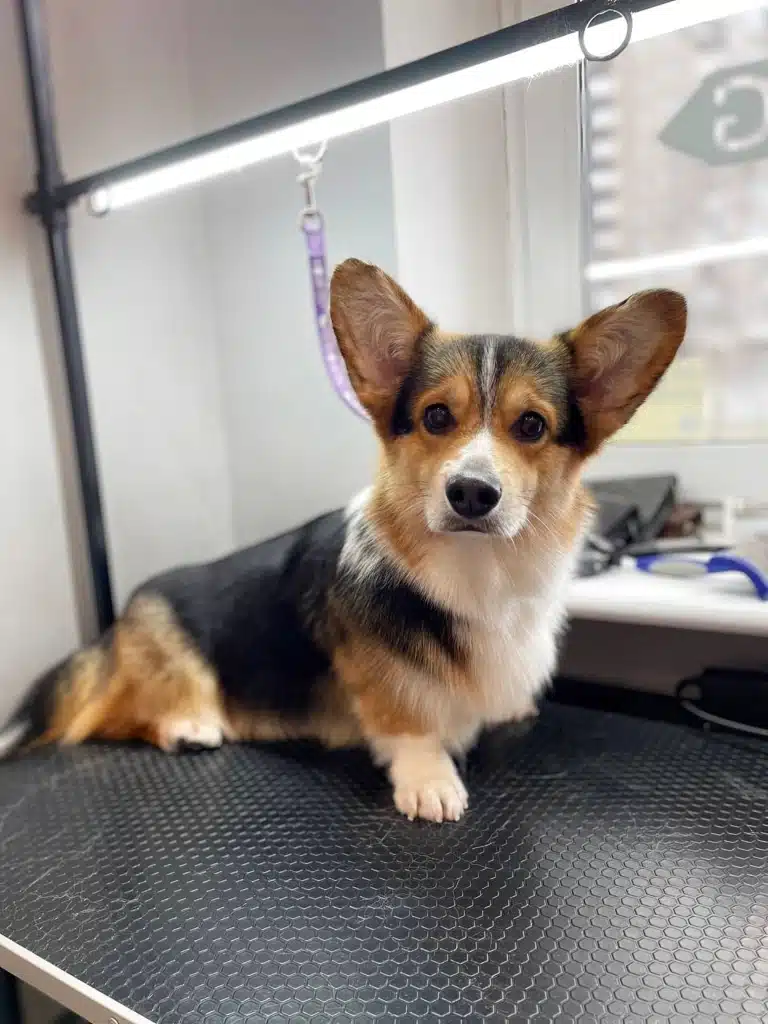 Маленький коргі з великими вушками показує підстрижені кігтики на правій лапці