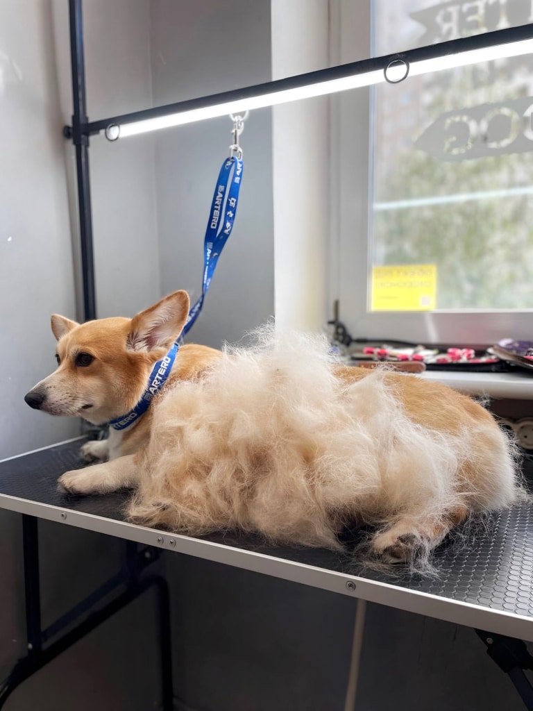 Коргі лежить на столі, прикритий своїм вичесаним підшерстям