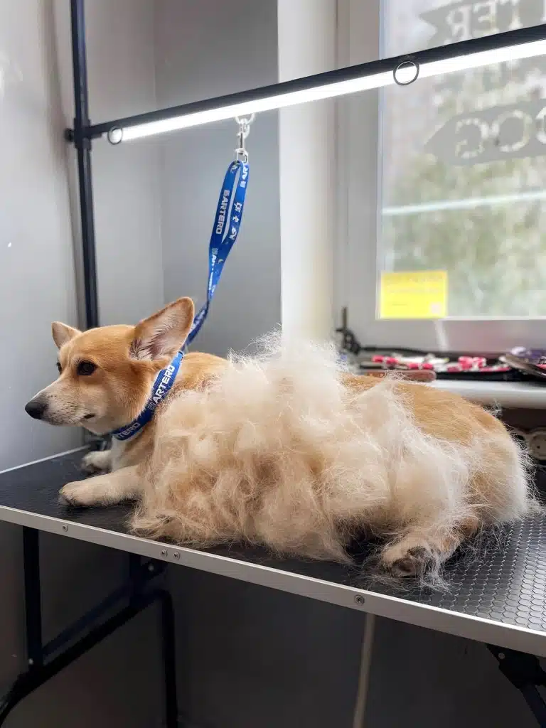 Коргі лежить на столі, прикритий своїм вичесаним підшерстям