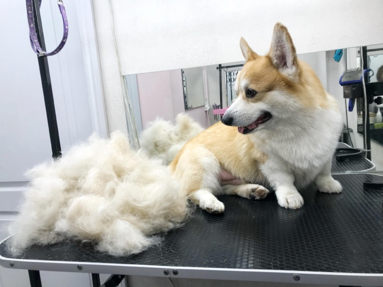 Коргі дивиться на велику купу вичесаного підшерстя