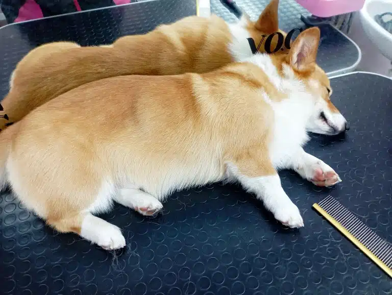 Коргі заснув на столу, поки грумер його вичісував гребінцем