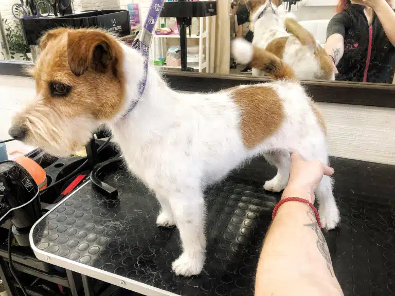 Грумер тримає джек-рассела за задню ногу, демонструючи результат тримінгу