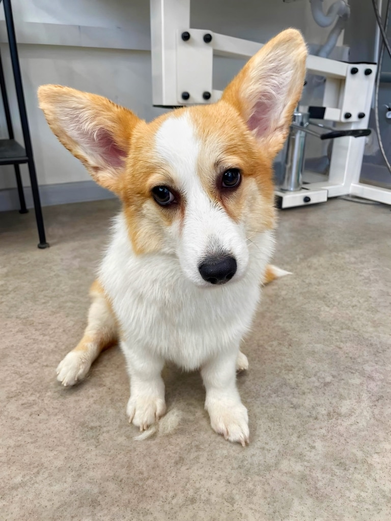 Коргі сидить на підлозі біля грумерського столу