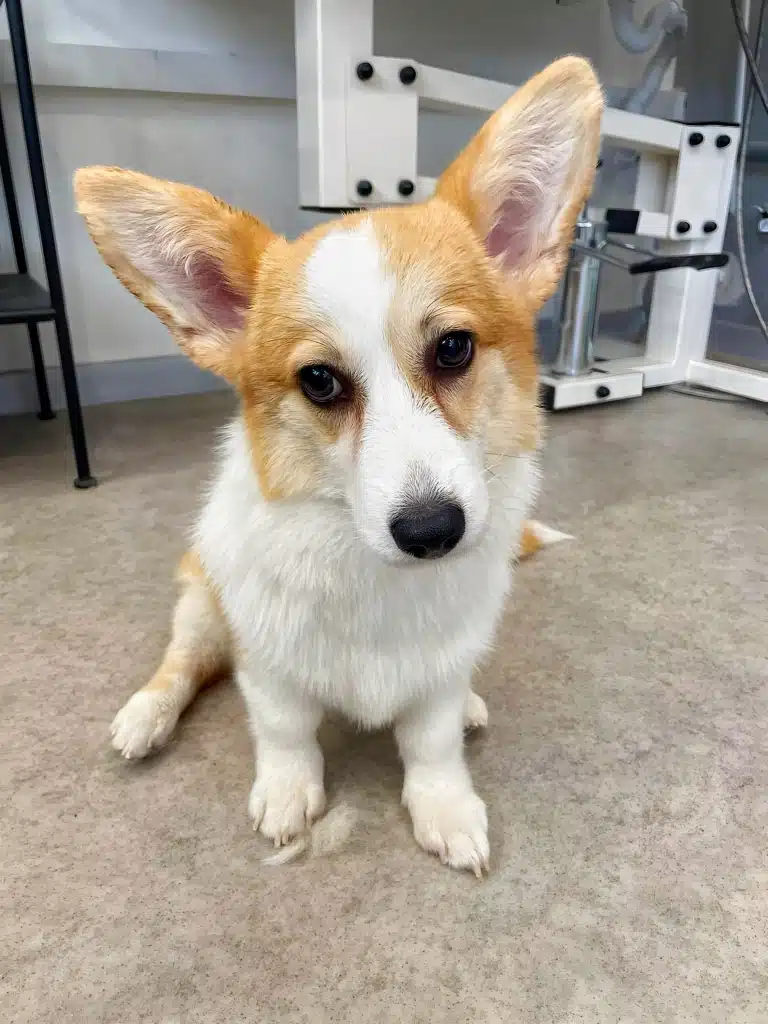 Коргі сидить на підлозі біля грумерського столу