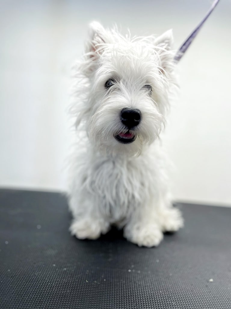 Вест стоїть на столі в очікуванні повного комплексу від грумера в салоні