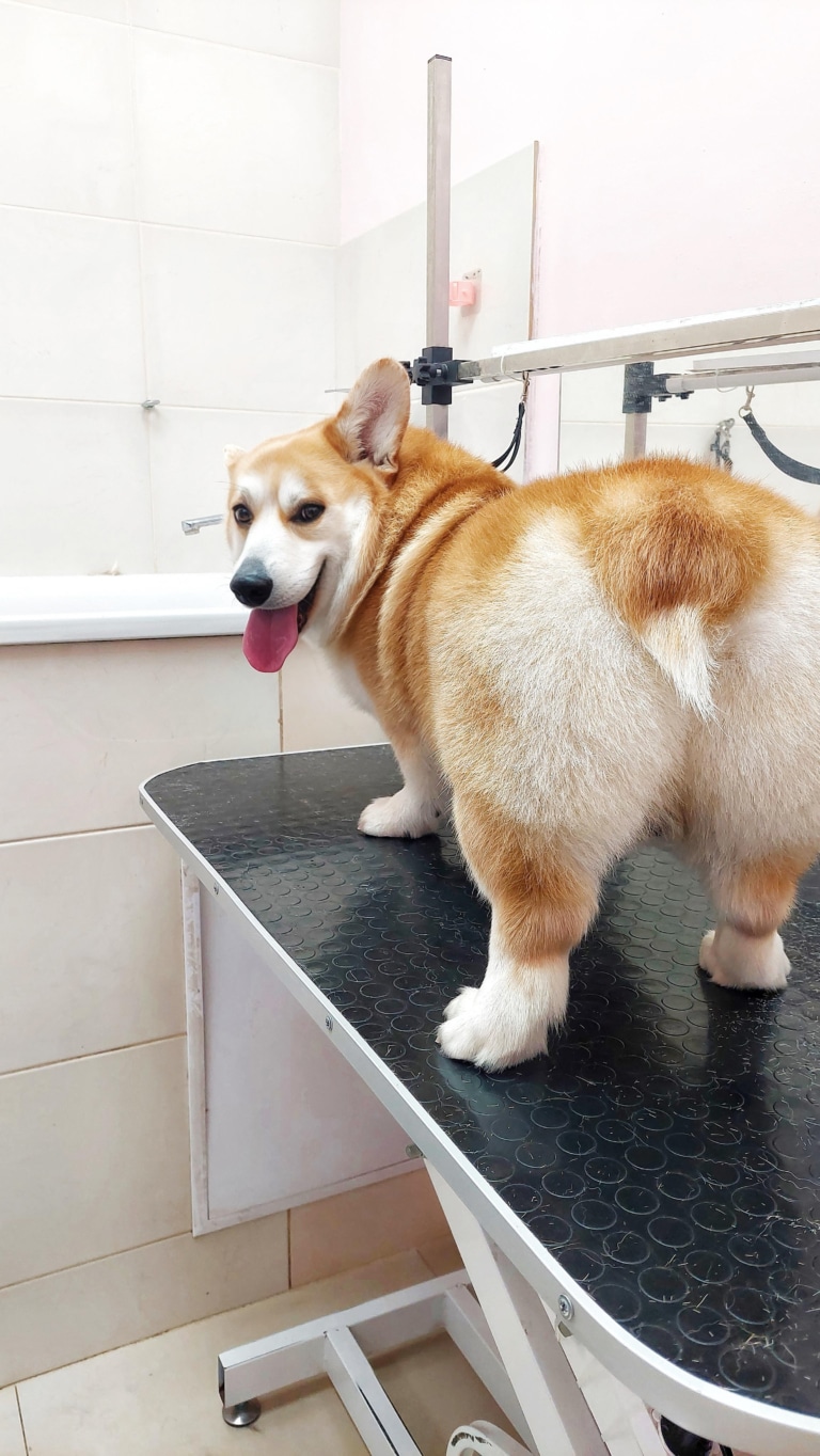 Коргі спостерігає за грумером і демонструє свій короткий хвостик