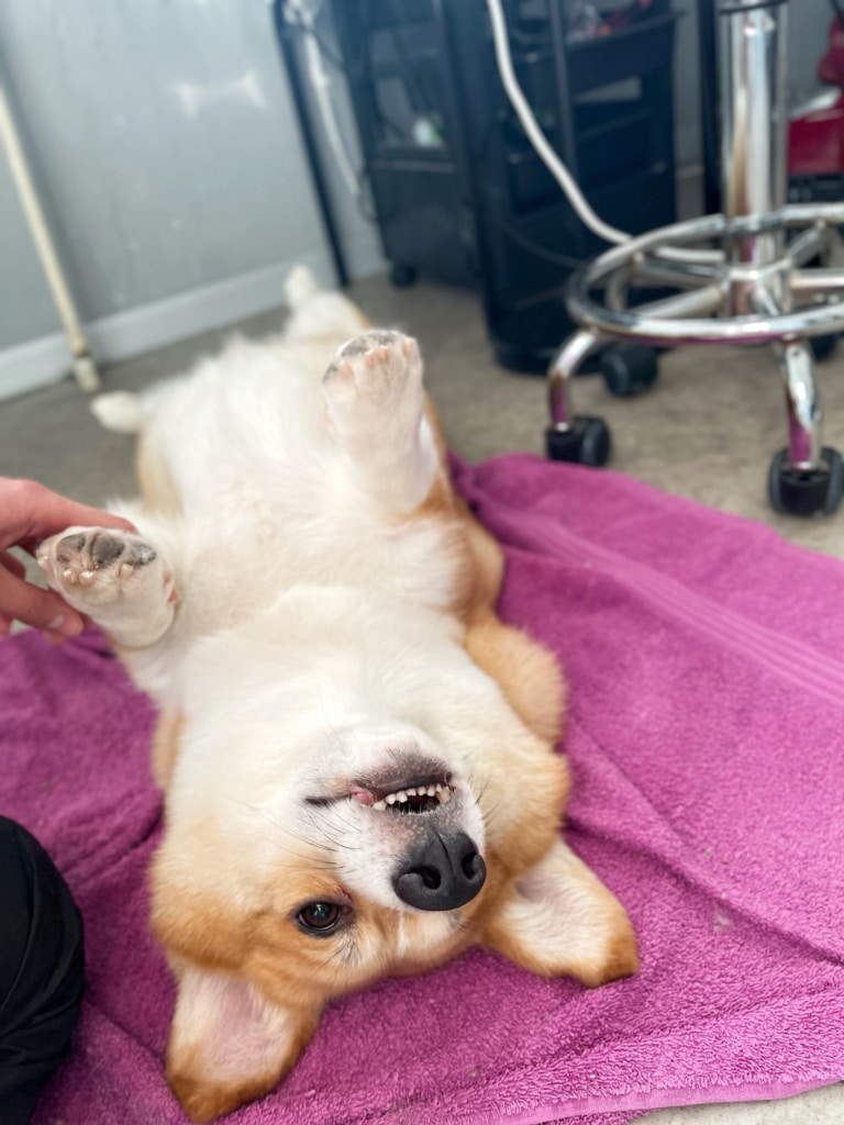 Коргі підняв лапи догори, лежачи на рожевому рушнику