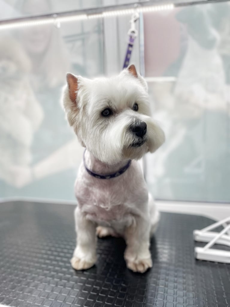 Вест після забриву шерсті оглядає себе в дзеркалі