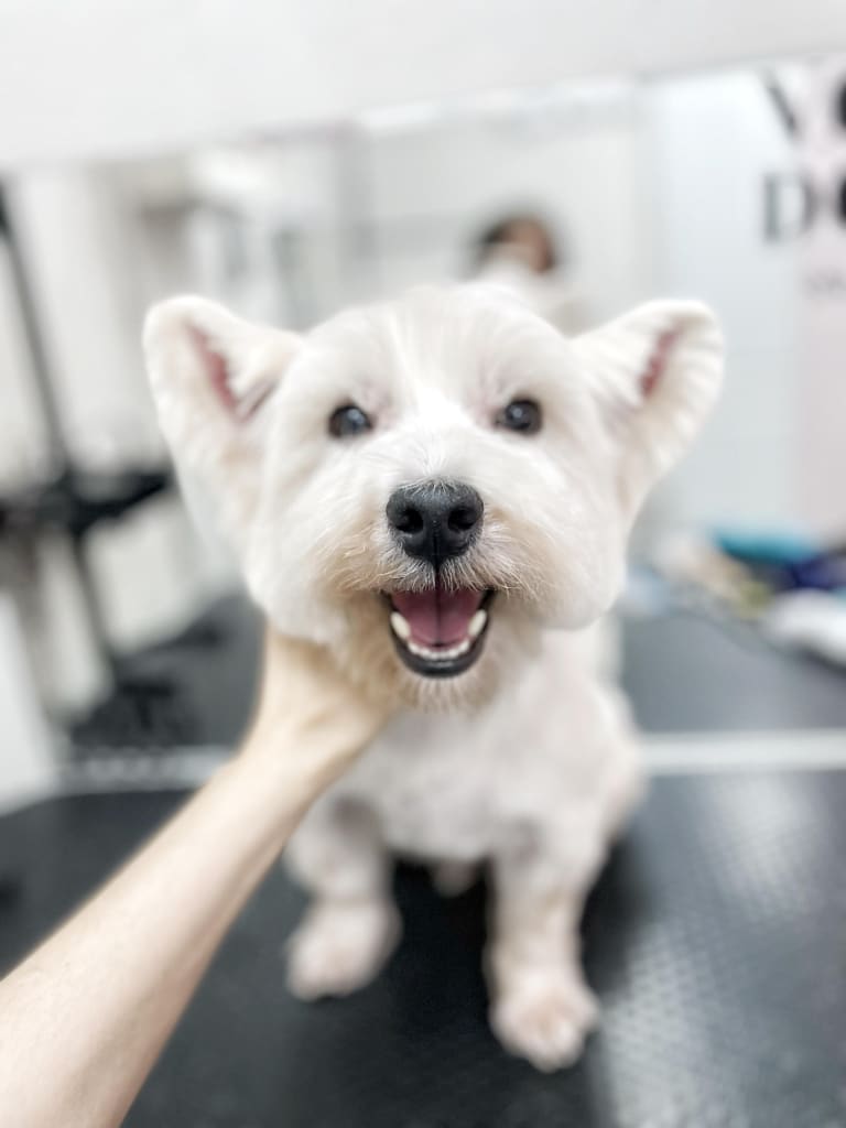 Грумер тримає за шию веста, щоб показати стрижку вух