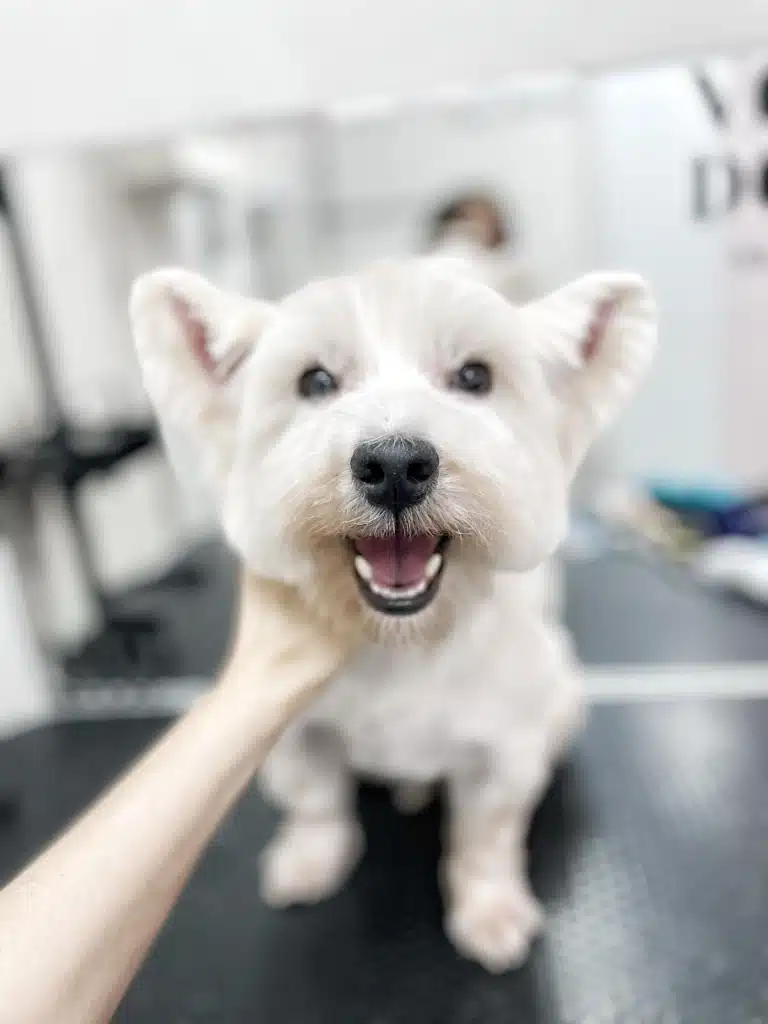 Грумер тримає за шию веста, щоб показати стрижку вух