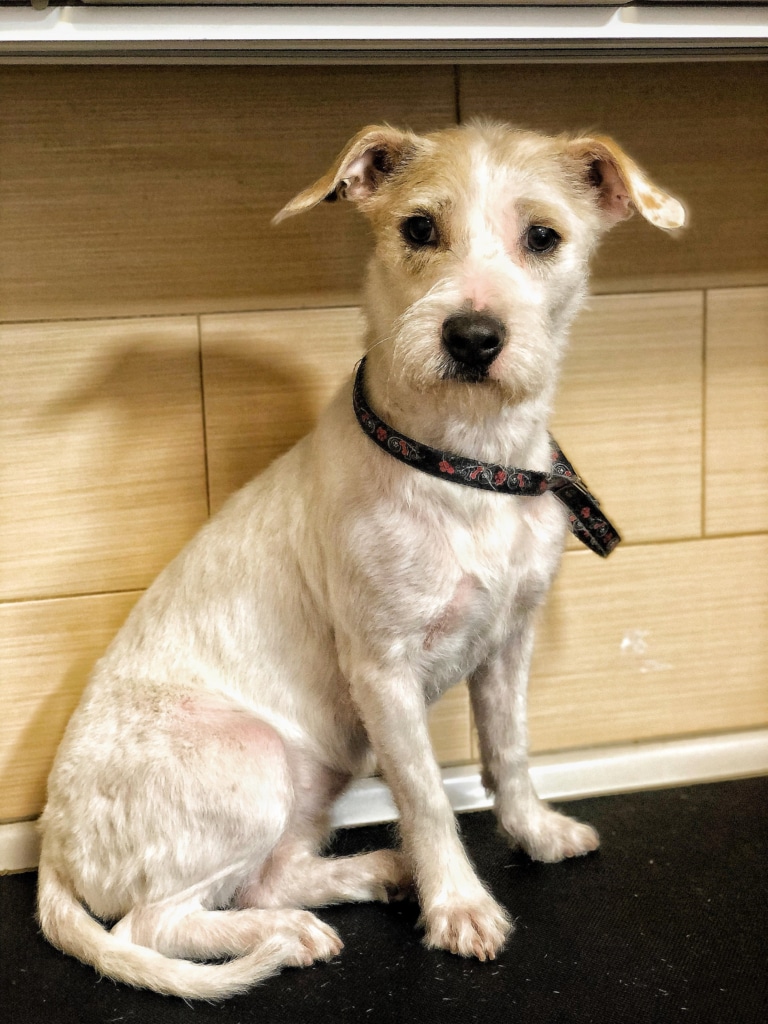 Джек-рассел сумує через візит до грумера