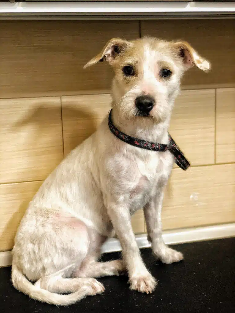 Джек-рассел сумує через візит до грумера