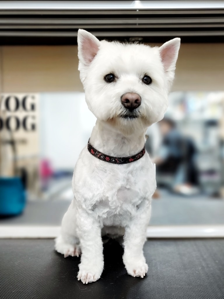 Вест через велику кількість ковтунів тепер має коротеньку шерсть на тулубі