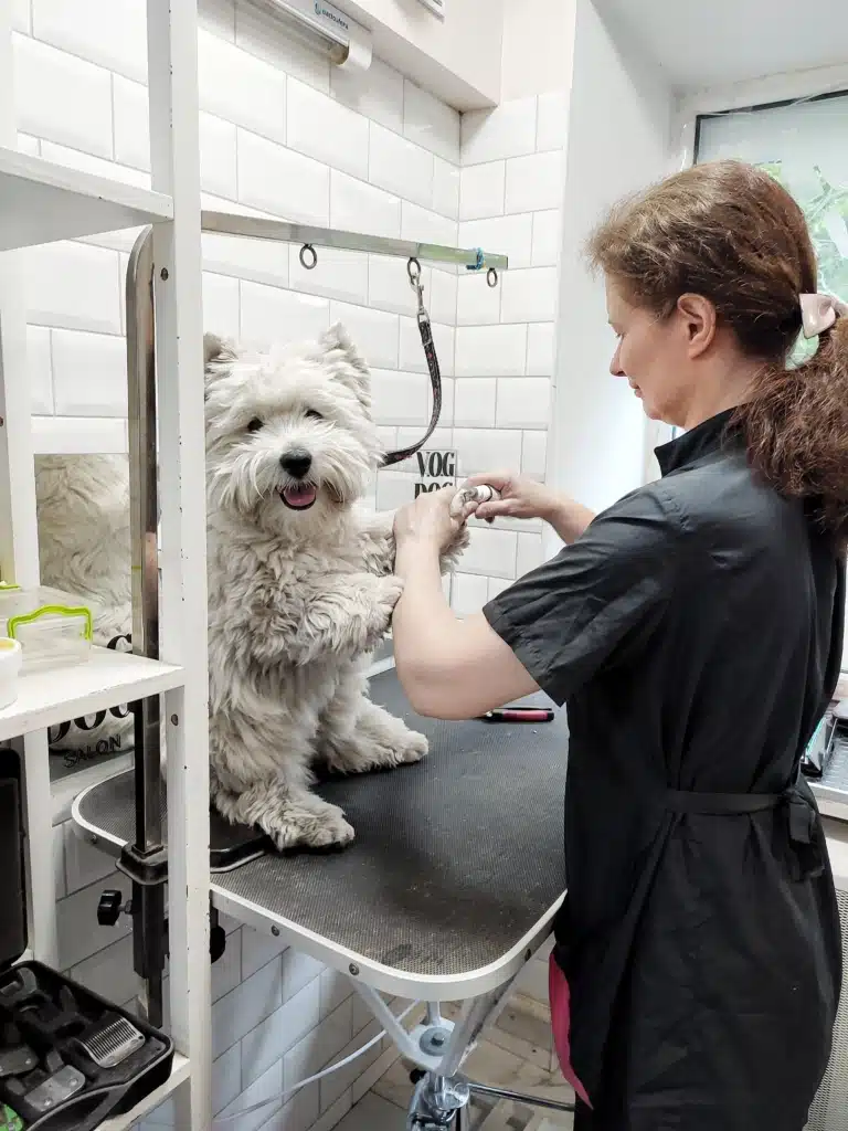 Грумер шліфує кігті веста перед купанням