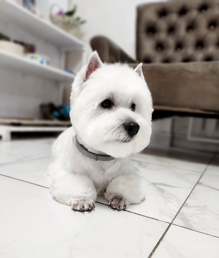 Вест з голими лапками лежить на білій плитці з темними швами