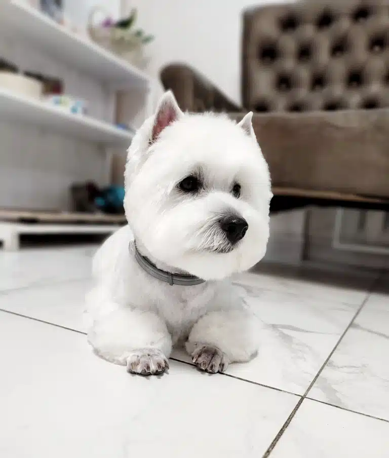 Вест з голими лапками лежить на білій плитці з темними швами