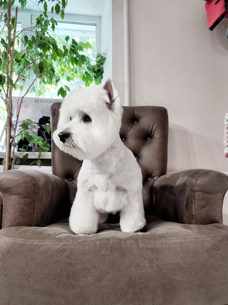 Фотографія веста знизу, щоб продемонструвати стрижку лапок