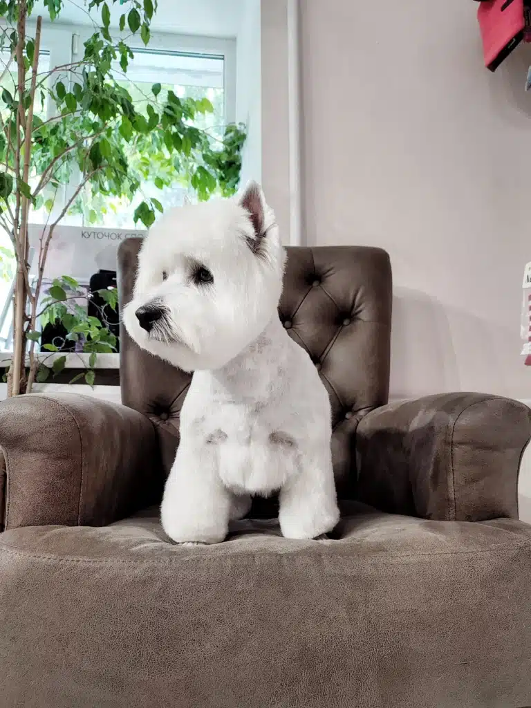 Фотографія веста знизу, щоб продемонструвати стрижку лапок