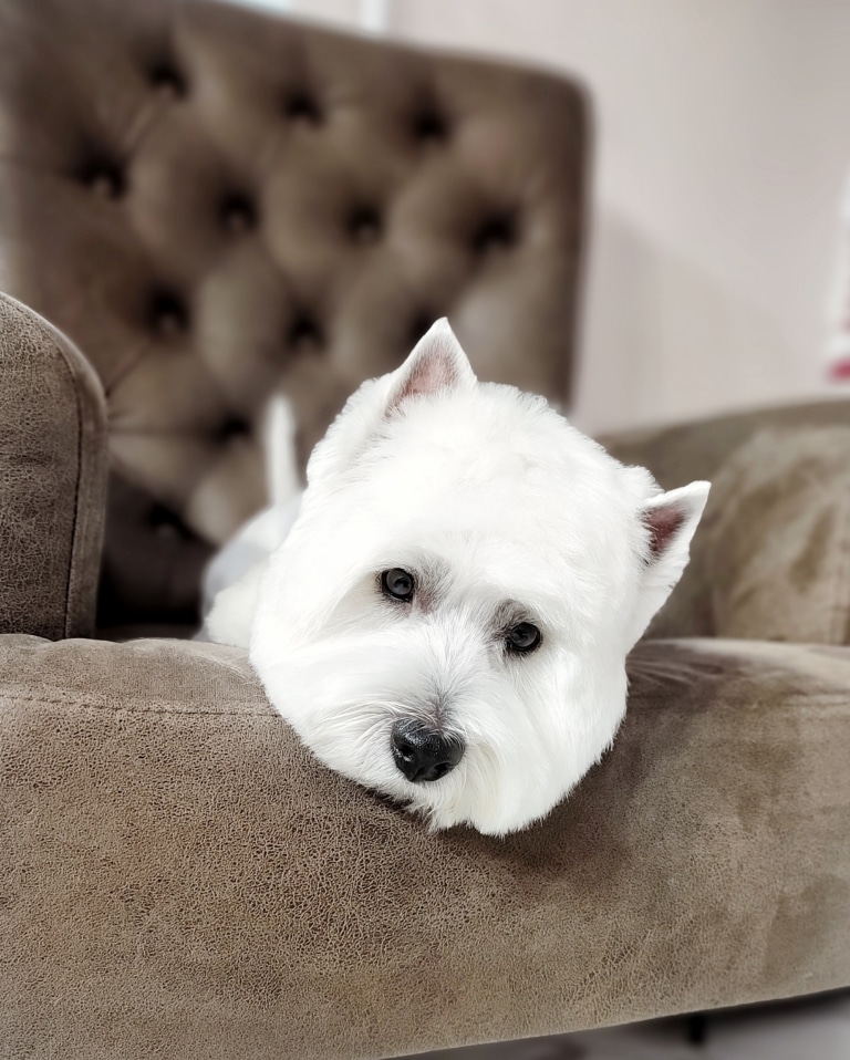 Вест звісив пострижену голову з коричневого крісла