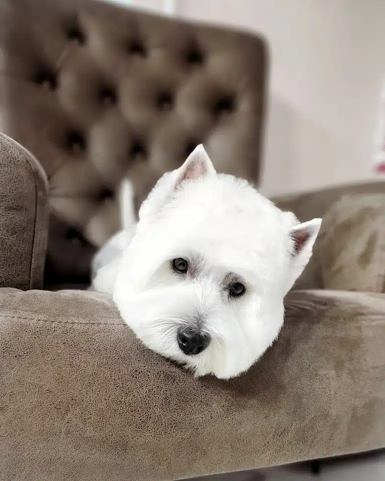 Вест звісив пострижену голову з коричневого крісла