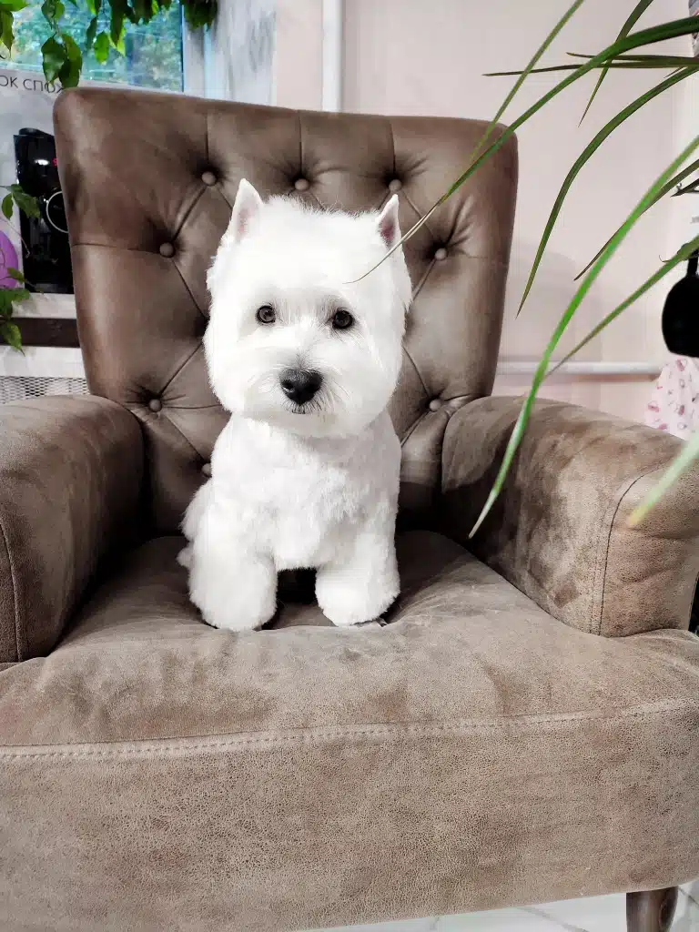 Вест сидить на кріслі з гудзиками на спинці