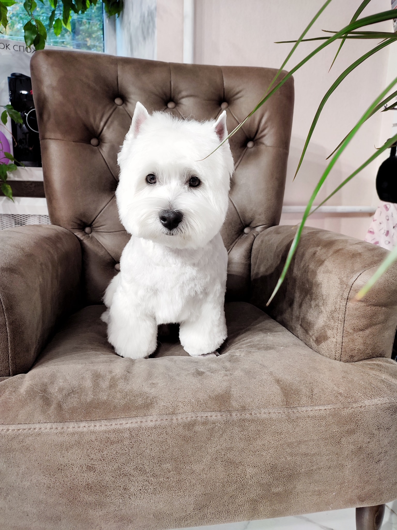 Вест сидить на кріслі з гудзиками на спинці