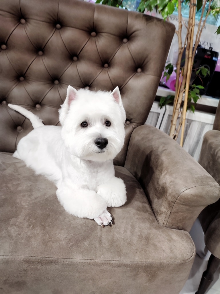 Вест з забритим хвостом лежить на коричневому дивані