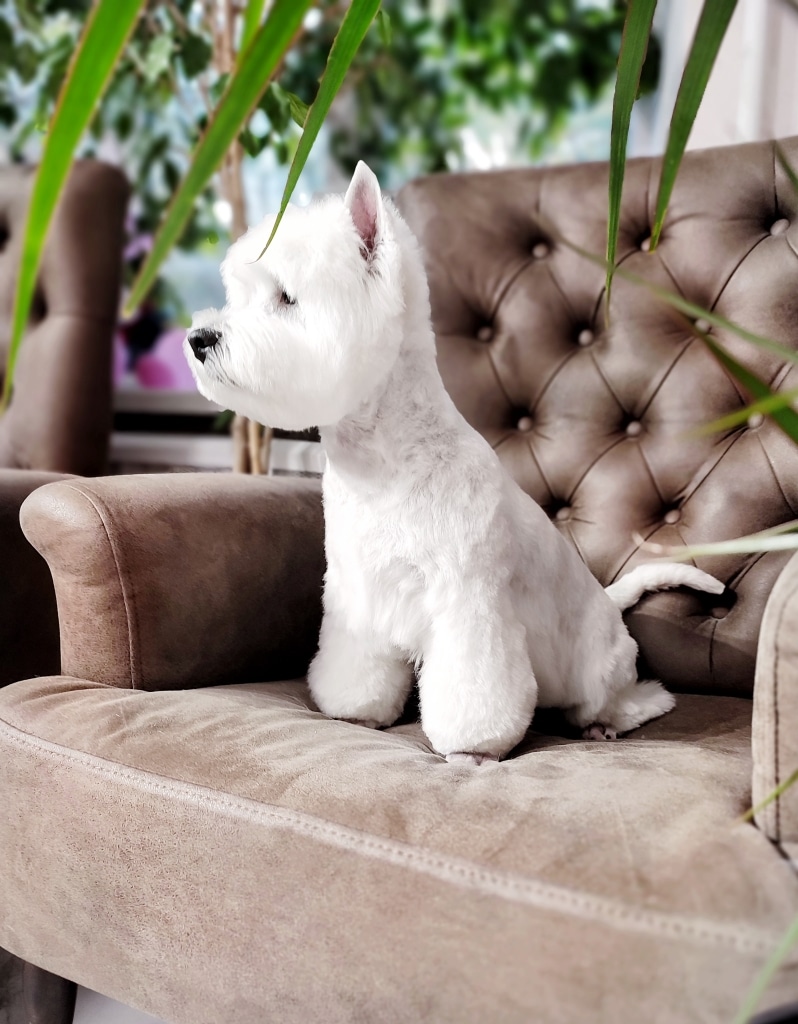 Вест після грумінгу сидить на кріслі серед зелених рослин