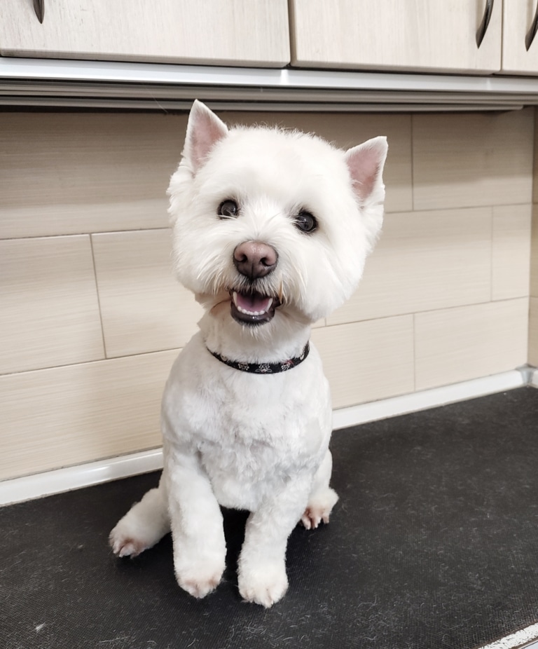 Весту забрили кінчики вушок і вони тепер виділяються на фоні круглої мордочки