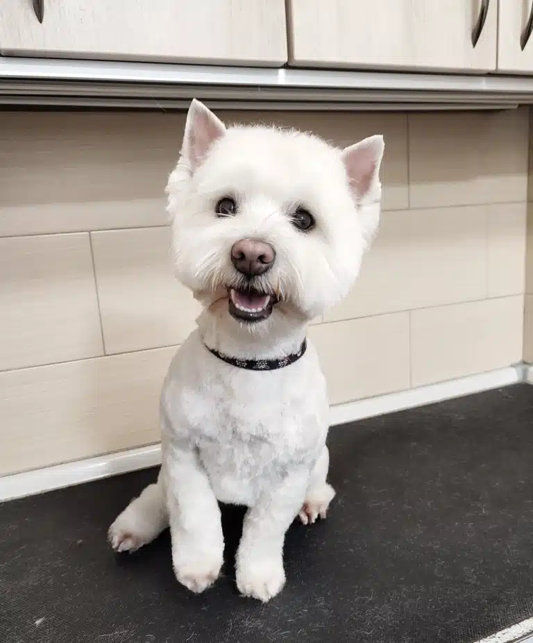 Весту забрили кінчики вушок і вони тепер виділяються на фоні круглої мордочки