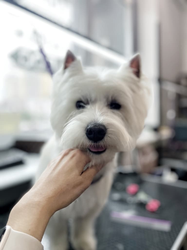 Грумер підіймає голову веста, щоб сфотографувати стрижку шерсті біля очей