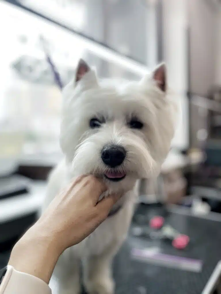 Грумер підіймає голову веста, щоб сфотографувати стрижку шерсті біля очей