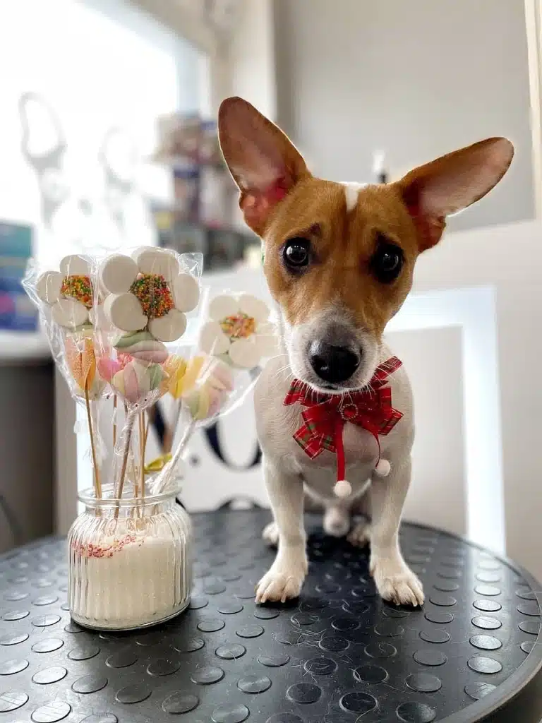 Джек-рассел сидить з квітковими льодяниками, які йому не можна