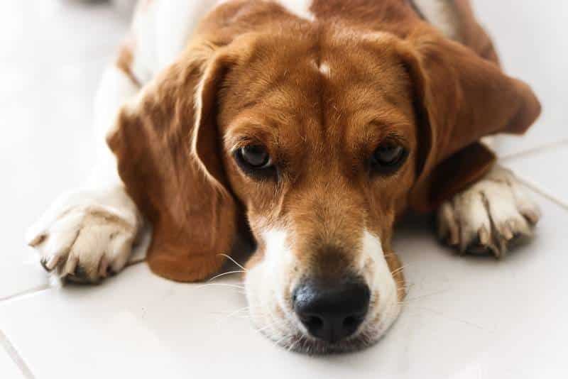 Сумний погляд пса, який лежить на білій плитці