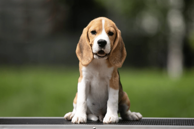 Маленький бігль сидить на решітці та відпочиває після прогулянки