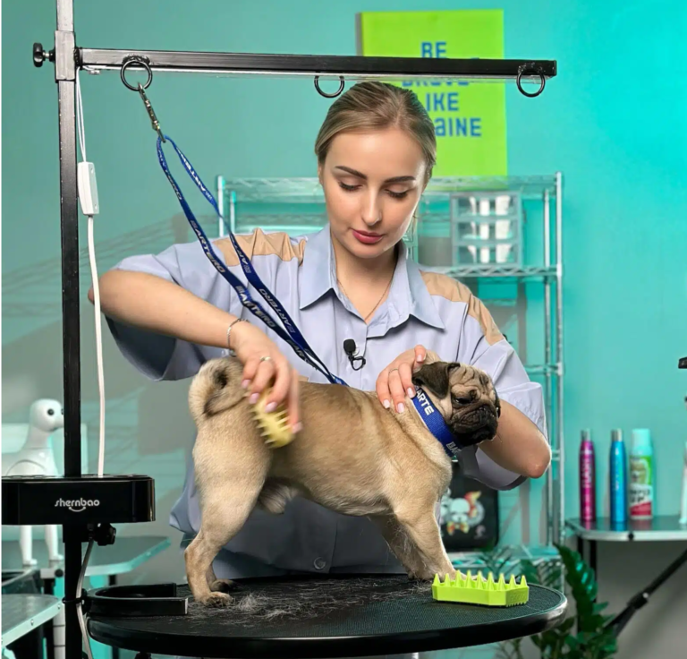 Грумер притримує за шию мопса поки вичісує йому шерсть на стегнах