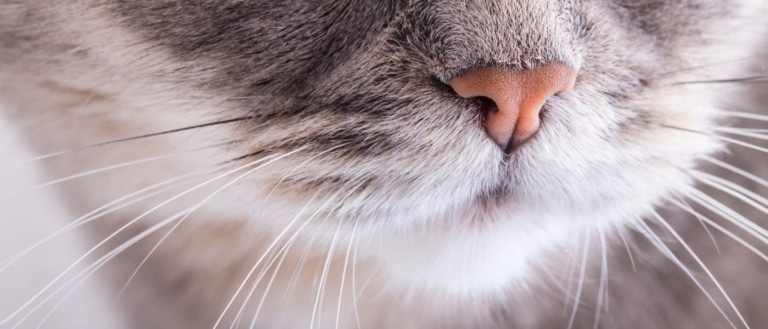 Кремовий сухий носик на світлій мордочці кота