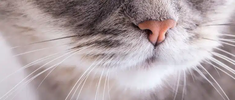 Кремовий сухий носик на світлій мордочці кота