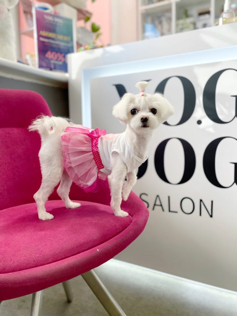 Мальтезе з хвостиком на голові позує в рожевій сукні на рожевому стільці